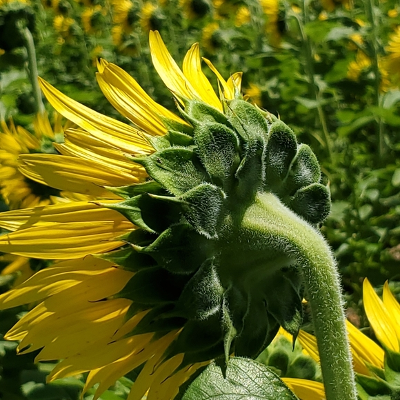 Sunflower Fields - Picture 4 of 5